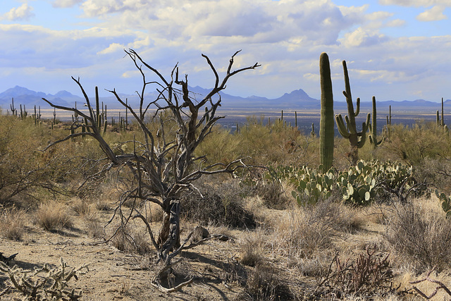 Saguaro National Park