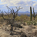 Saguaro National Park