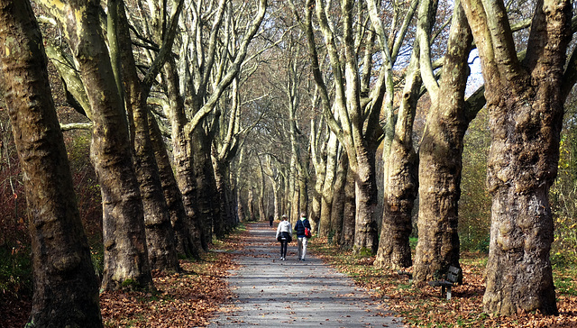 Mainau-Allee