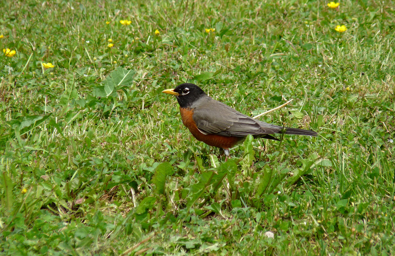 American Robin