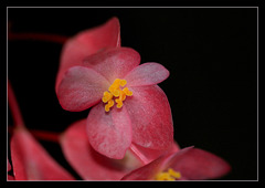 Begonia albo-maculata (11)