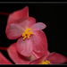Begonia albo-maculata (11)
