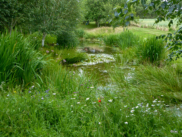 Summer wild flowers by the pond