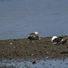 20190610 4950CPw [R~GB] Heringsmöwe (Larus fuscus), Wales