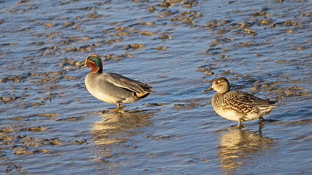 A Pair of Teal Ducks