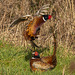 The next photos are pheasants fighting