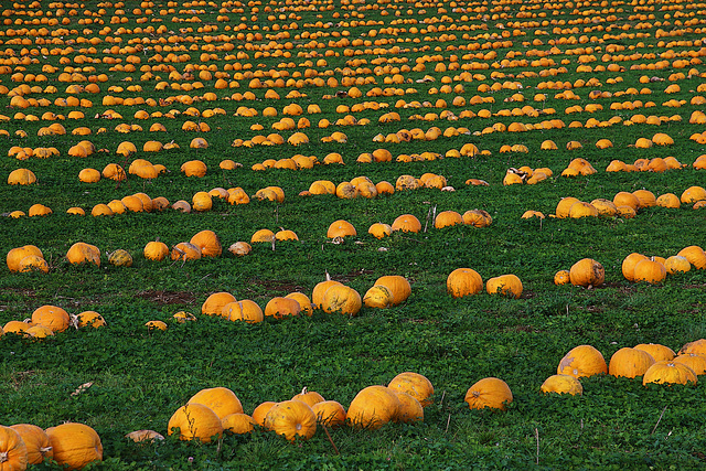 Champ de citrouilles en rang d'oignon , cela m'a déclenché une coloquinte de toux