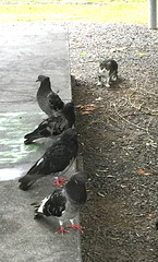 cat, birds, Buenos Aires