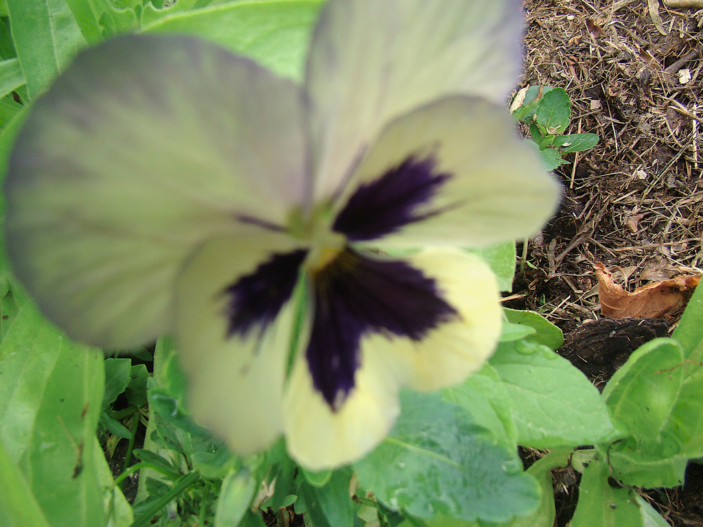 Lone Pansy.