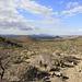 Saguaro National Park