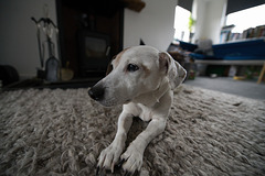 Dug on the rug Dug on the rug