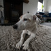 Dug on the rug