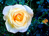 Yellow rose 2