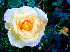 Yellow rose 2
