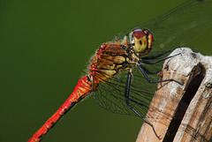 Male Ruddy Darter
