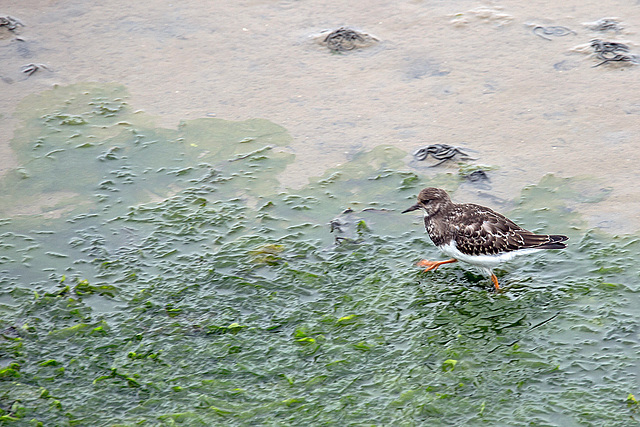 20140910 5038VRAw [NL] Steinwälzer (Arenaria interpres), Terschelling