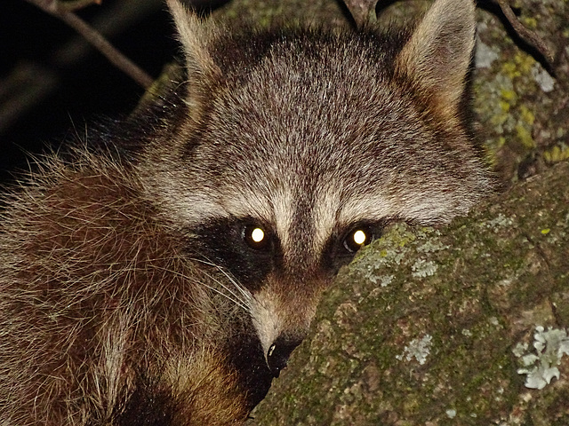 Racoon ~ Babysitting last night..........