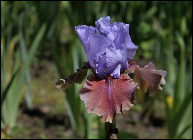 Iris Gaelic Jig (3)