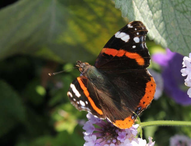 Vanessa atalanta - Vulcain