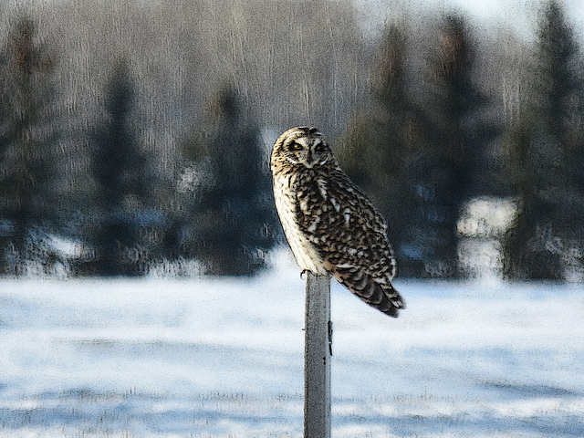 Short-eared Owl