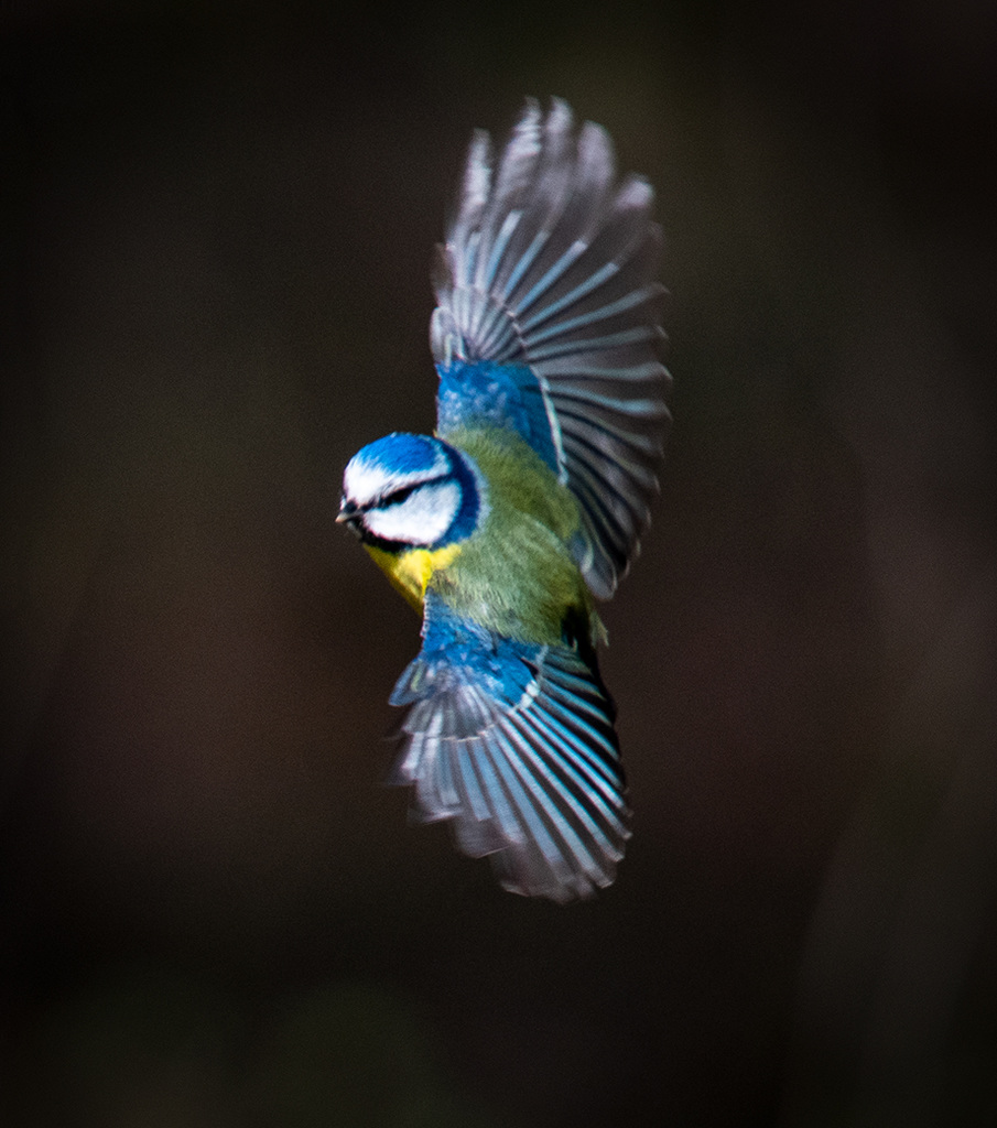 Blue tit in flight