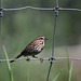 HFF with the song sparrow