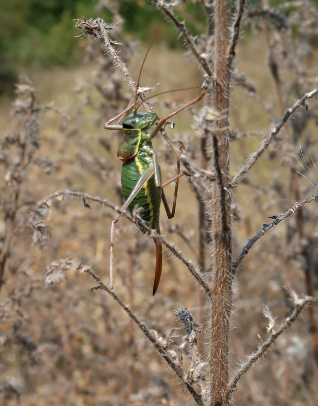 Bush cricket