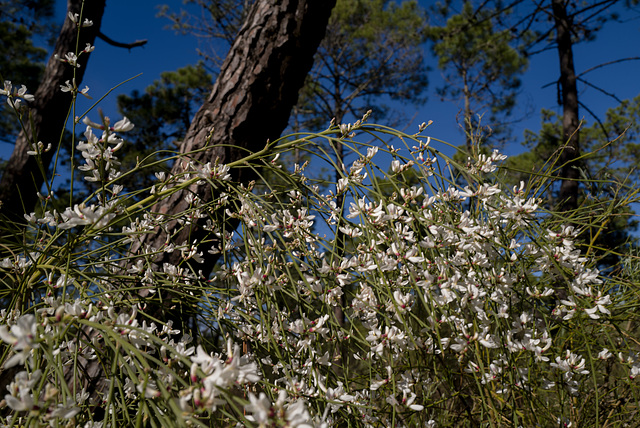 Retama monosperma