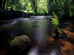 The Leguer, le saumon s'y cache