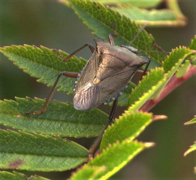 My resident Red Legged Shieldbug nymph has turned into an adult.......and now it's flown away!!!