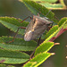 My resident Red Legged Shieldbug nymph has turned into an adult.......and now it's flown away!!!