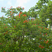 Mexico, Green and Red at Hacienda Mucuyche Park