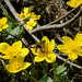 Hummelschwärmer (Hemaris fuciformis) auf Blüte von Caltha palustris (Sumpfdotterblume)
