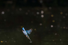 Diving kingfisher