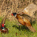 The next photos are pheasants fighting