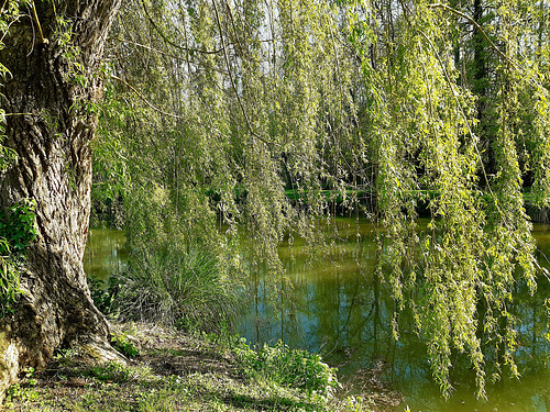 Au bord de l'étang