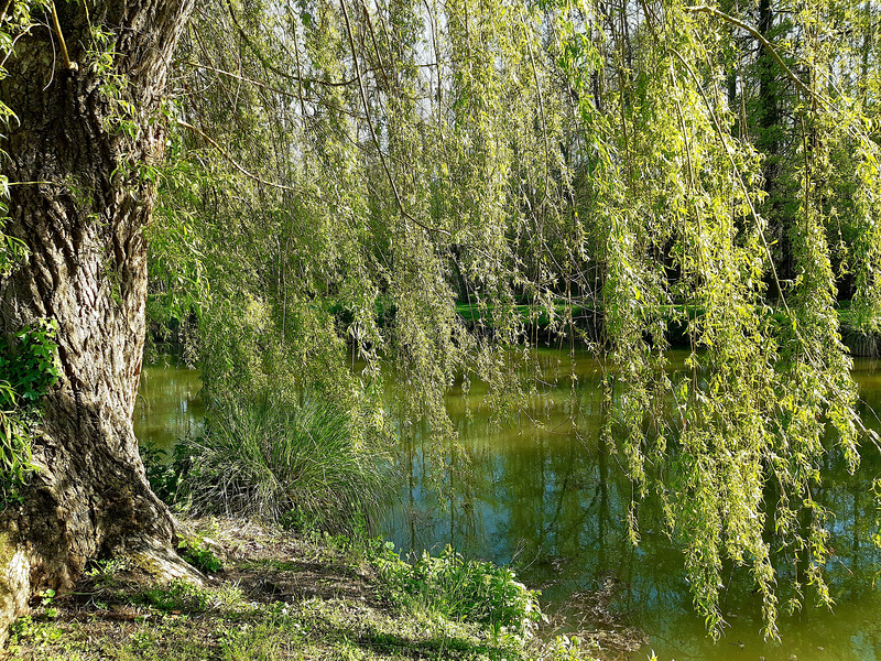 Au bord de l'étang