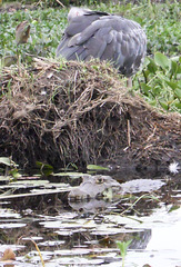 croc, bird, Argentina