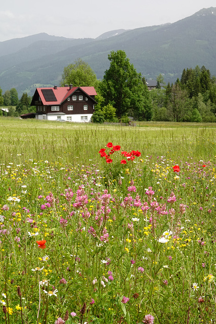 Alpine meadow flowers