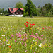 Alpine meadow flowers