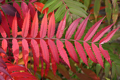 Blazing red (Explored)