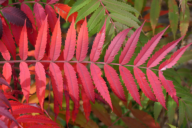 Blazing red (Explored)