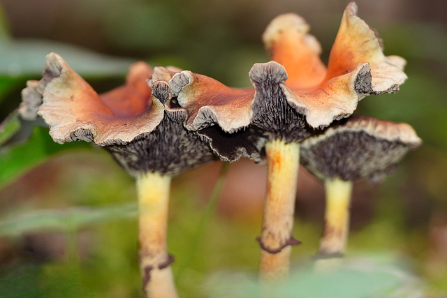 Unter den Pilzhut geschaut - A look under the mushroom cap