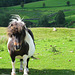 shetland pony - england