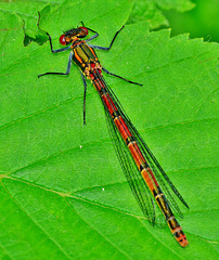 Large Red Damselfly. Pyrrhosoma nymphula