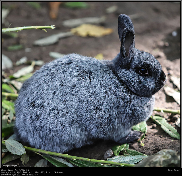 IMG 8441.jpg 2017 09 16  Zoo Planckendael II