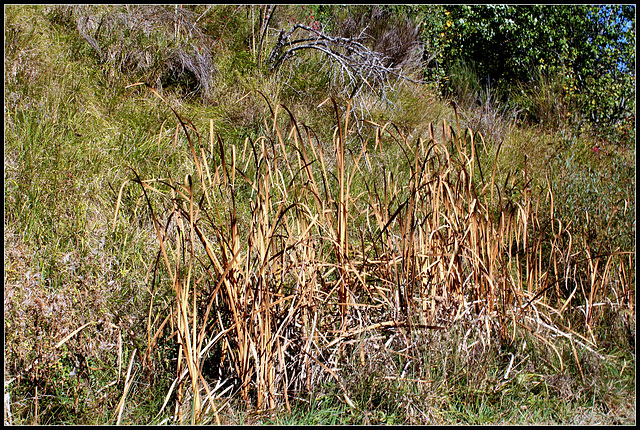 Quand les massettes , ou Typha,  n'ont plus d'eau