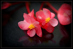 Begonia albo-maculata (13)