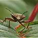 My resident Red Legged Shieldbug nymph has turned into an adult.......and now it's flown away!!!