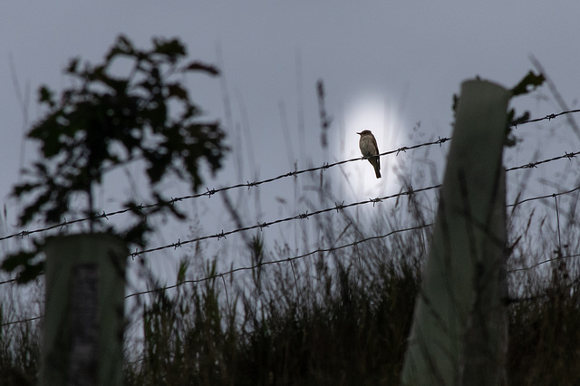 Spotted Flycatcher - spotted